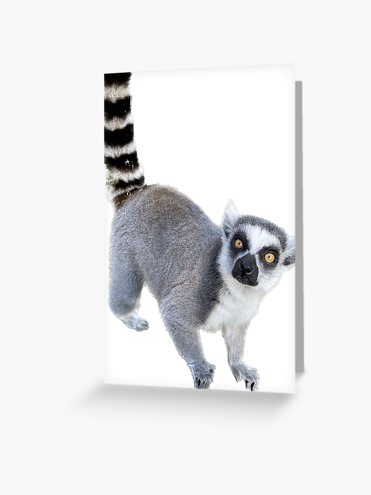 Ring-tailed lemur in Characters - UE Marketplace