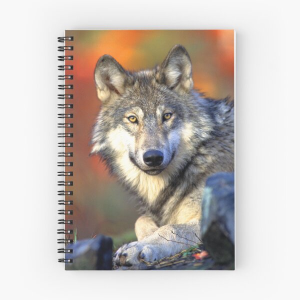 Item preview, ANIMALS #79 - Grey Wolf has Eyes on You designed and sold by DEL-Productions.