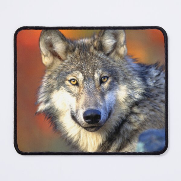 Item preview, ANIMALS #79 - Grey Wolf has Eyes on You designed and sold by DEL-Productions.