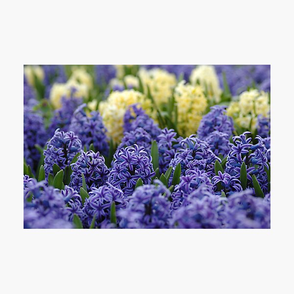 Item preview, The Beauty of Hyacinths designed and sold by Mirka Rueda Rodriguez.