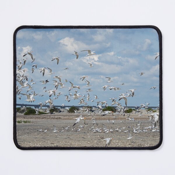 Item preview, Flock of Royal Terns Take Flight designed and sold by ShorelineImages.
