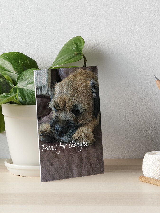 border terrier presents