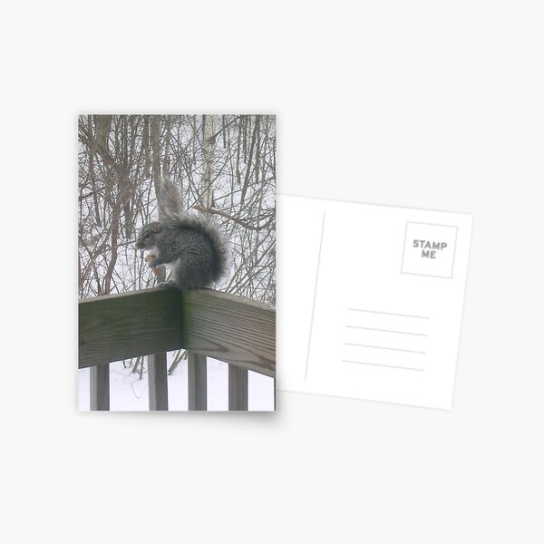 Snowy Squirrel 1 Postcard