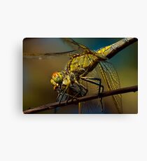 the quick and the dead Canvas Print