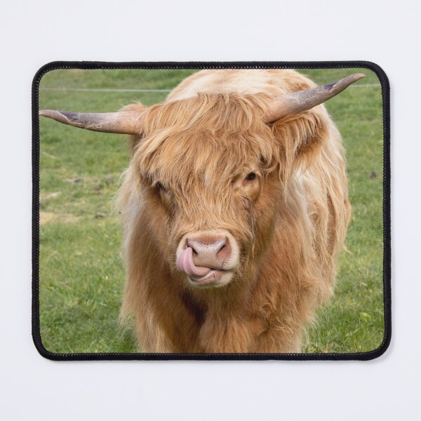 Item preview, Young Highland Cow designed and sold by Tasmanian Viking.