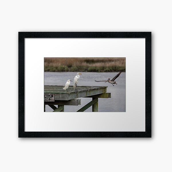 Charleston, South Carolina | Pelican | Snowy egret | Great egret hanging out on the creek Framed Art Print