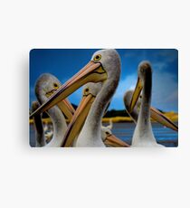 pelicans Canvas Print