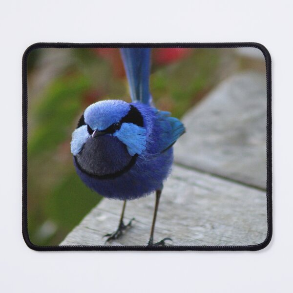 Item preview, Splendid Fairy-Wren or Blue Wren (Malurus splendens) designed and sold by Marilyn Harris.