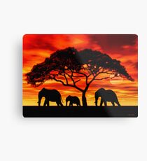 Lámina metálica Acacia Elephant Sunset