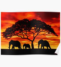 Akazien-Elefant-Sonnenuntergang Poster