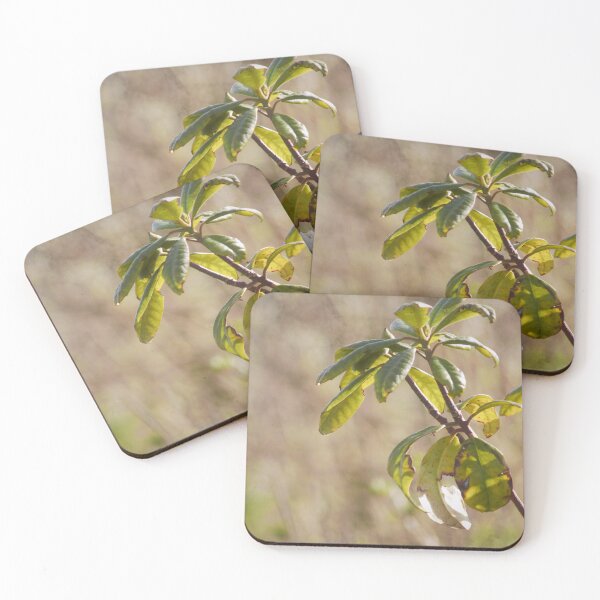 Item preview, plant designed and sold by Francespoppy.