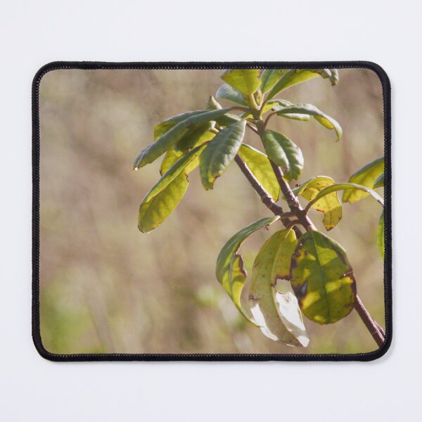 Item preview, plant designed and sold by Francespoppy.
