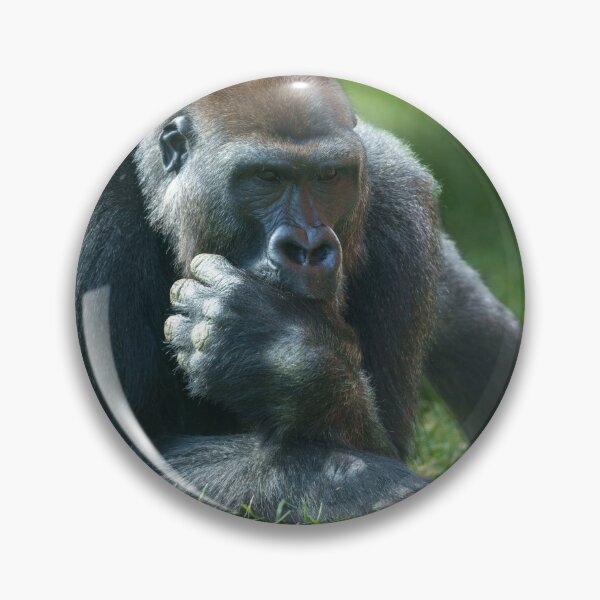 Item preview, Thumb Sucking Gorilla designed and sold by rawshutterbug.