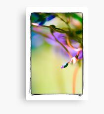 delicate Canvas Print