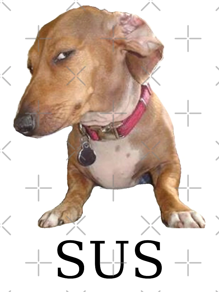 sus dog Blank Template - Imgflip