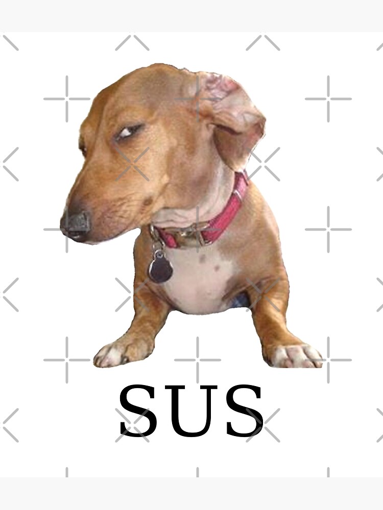 Sus dog Photographic Print for Sale by TheBigSadShop