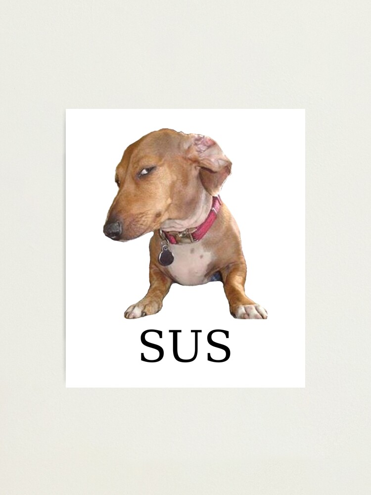 Sus dog Photographic Print for Sale by TheBigSadShop