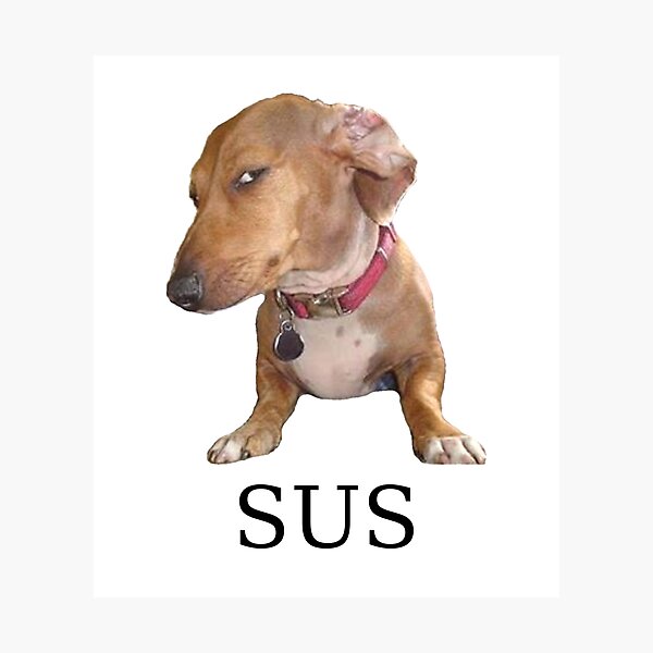 Sus dog Photographic Print for Sale by TheBigSadShop