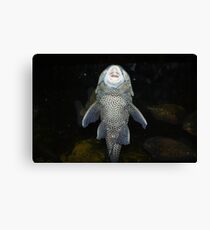 Plecostomus Canvas Print