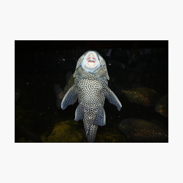 Plecostomus Photographic Print