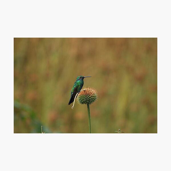 Item preview, Hummingbird on a Dried Flower designed and sold by rhamm.