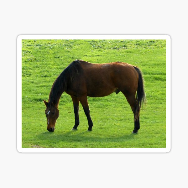 A Horse Called "Teddy" Sticker