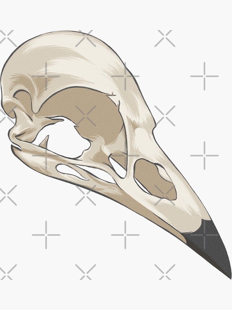 Raven Skull Sticker for Sale by WishingInkwell