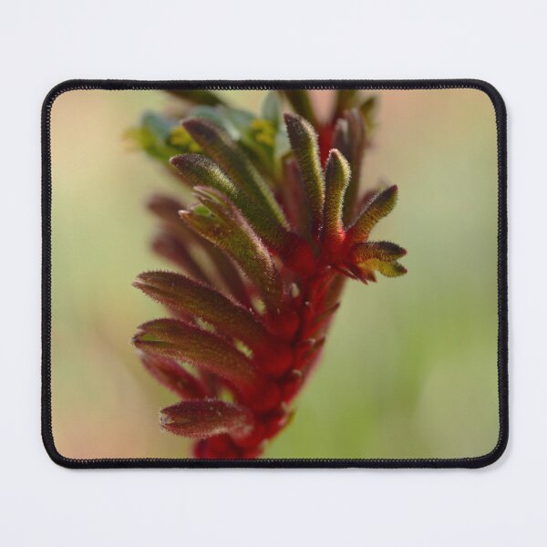 Item preview, Flowering Beauty - Kangaroo Paw designed and sold by imaginethis.