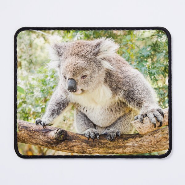 Item preview, Koala designed and sold by James Millward.