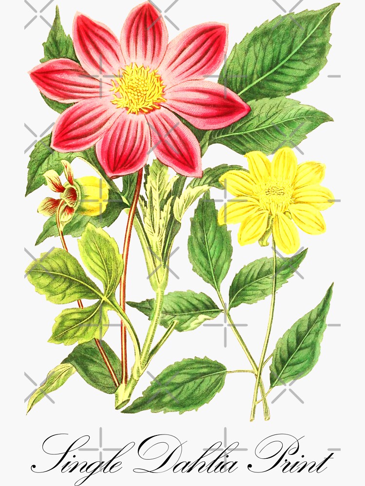 "Vintage Botanical Prints Single Dahlia Print Vintage Flower" Sticker