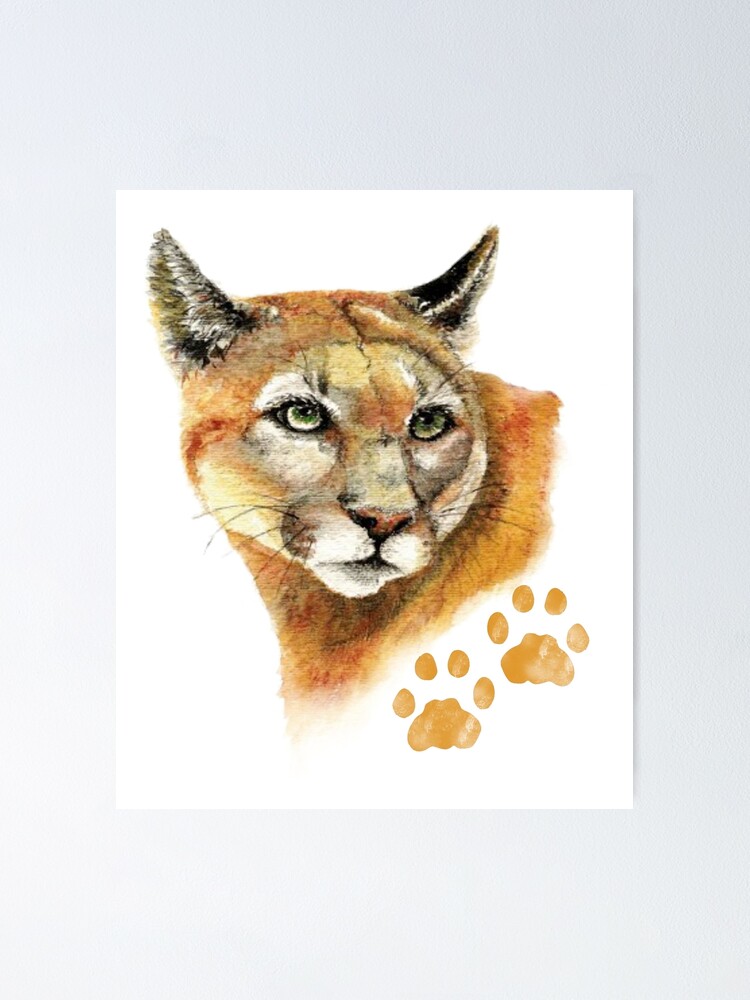 cougar puma cougar puma