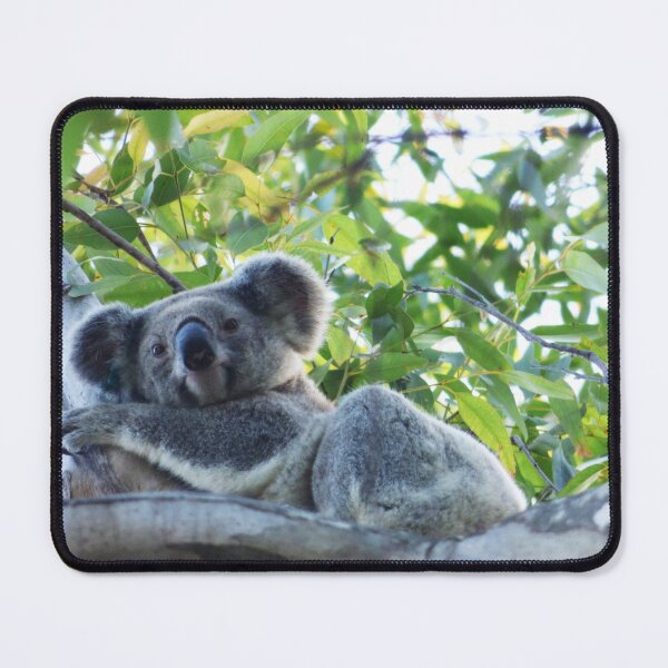 Item preview, Koala , in my own backyard,Gold Coast  designed and sold by ginnymac.