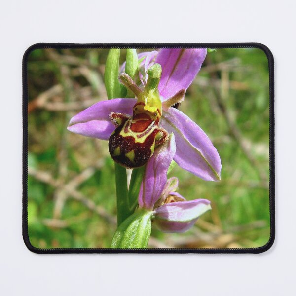 Item preview, Bee Orchid designed and sold by Sharon Perrett.