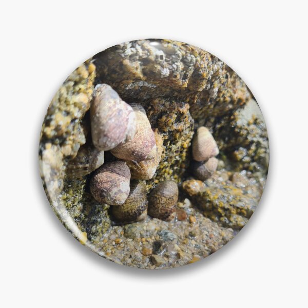 Item preview, Sea shells on the rocks designed and sold by NerdyDreamerArt.