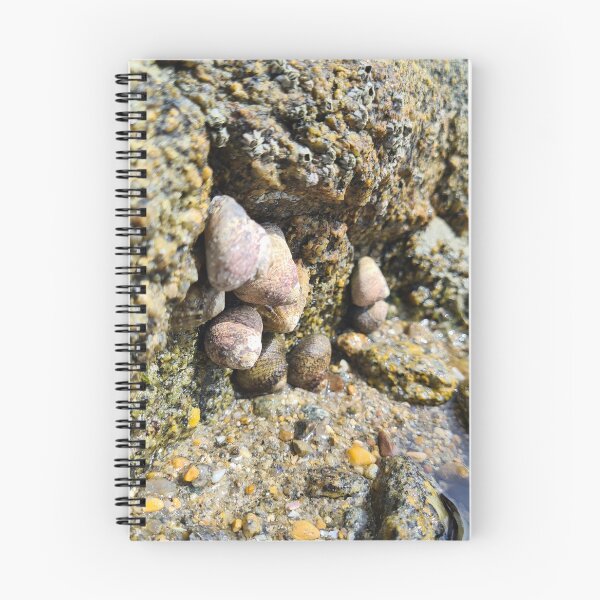 Item preview, Sea shells on the rocks designed and sold by NerdyDreamerArt.