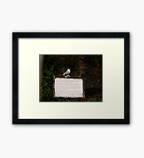 Kittiwake on sign Framed Print