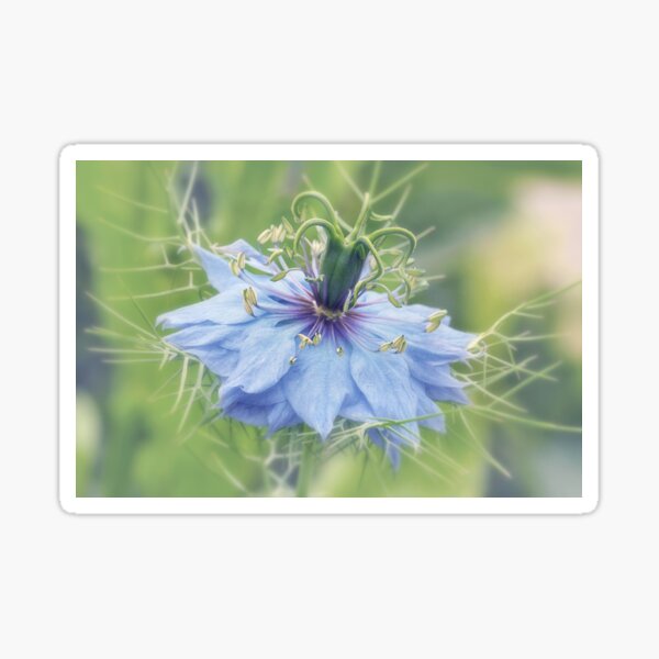 Love in a Mist Sticker