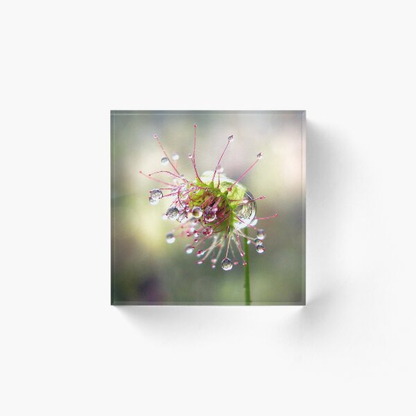 Droplets Acrylic Block