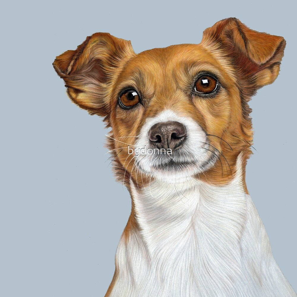 Jack Russell Terrier  by bydonna