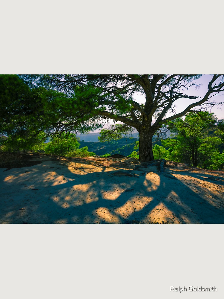 Thumbnail 6 of 6, Premium Oversized Sweatshirt, Tree Shadow designed and sold by Ralph Goldsmith.