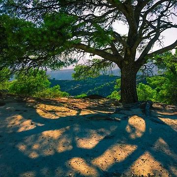 Imagen de la obra Tree Shadow de Ralph Goldsmith