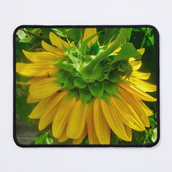 Item preview, Sunflower seen from the back designed and sold by Shulie1.