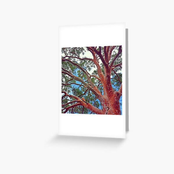 Item preview, Sydney Red Gum designed and sold by Cloudlingpics.
