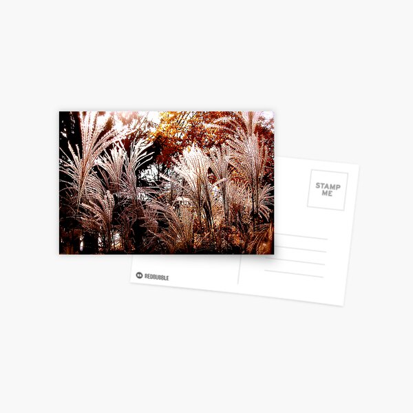 Floral Fireworks Postcard