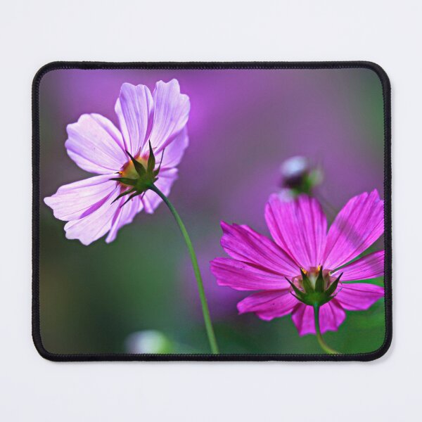 Item preview, Purple cosmos flowers on nature background designed and sold by olena2552.