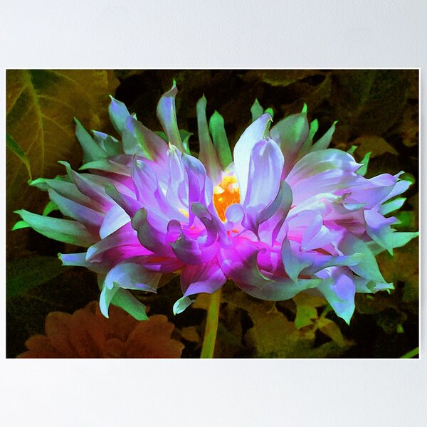 Stunning Magenta and Lime Green Cactus Dahlia Poster