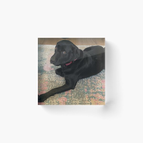 Item preview, Sassy Black lab designed and sold by LittleBirdInk.
