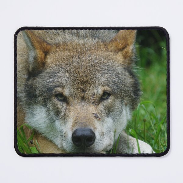 Artikelvorschau, Wolf entworfen und verkauft von petartodorovski.