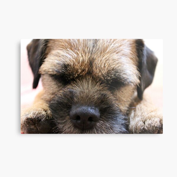 Border Terrier Gifts for Dog Lovers Whiskers & Paws Metal Print