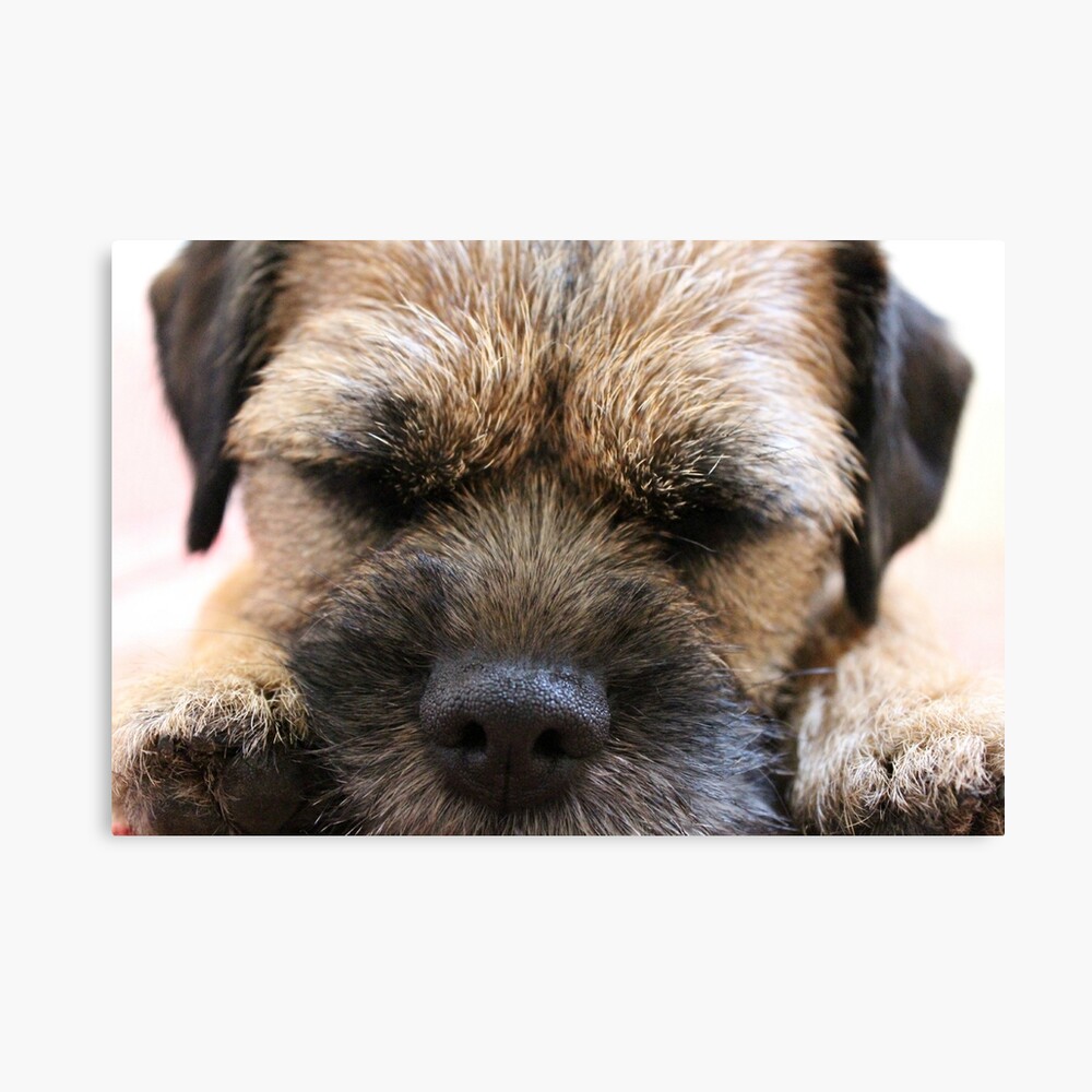 border terrier themed gifts